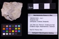 Foto (Objekt + Etiketten) von Decapoda indet. (NHMW-GEO-1990-0041-0434)